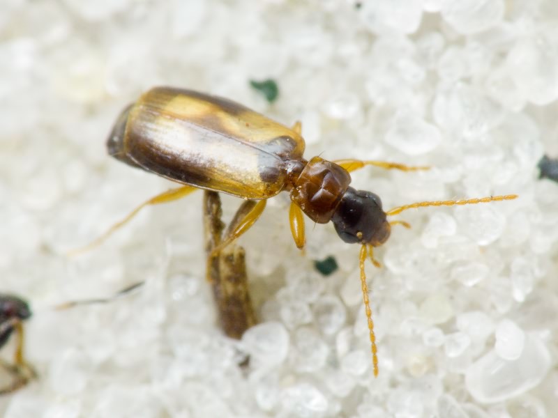 Philorhizus notatus (Stephens, 1827)